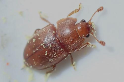 Réf. 321 920 : Epuraea sp.